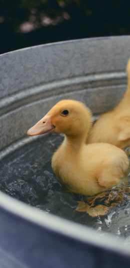 [2436x1125]鸭子 幼仔 禽类 水鸭 苹果手机壁纸图片
