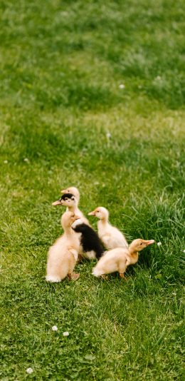 [2436x1125]鸭子 幼崽 草坪 家禽 苹果手机壁纸图片