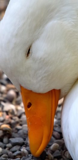 [2436x1125]鸭子 毛茸茸 家禽 禽类 苹果手机壁纸图片