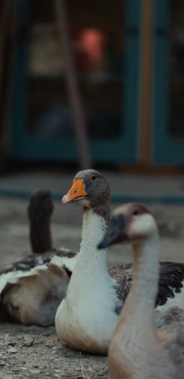[2436x1125]鸭子 水禽 牲畜 养殖 苹果手机壁纸图片