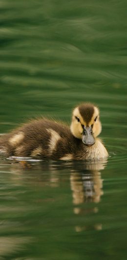 [2436x1125]鸭子 水鸭 水面 游动 水禽 苹果手机壁纸图片