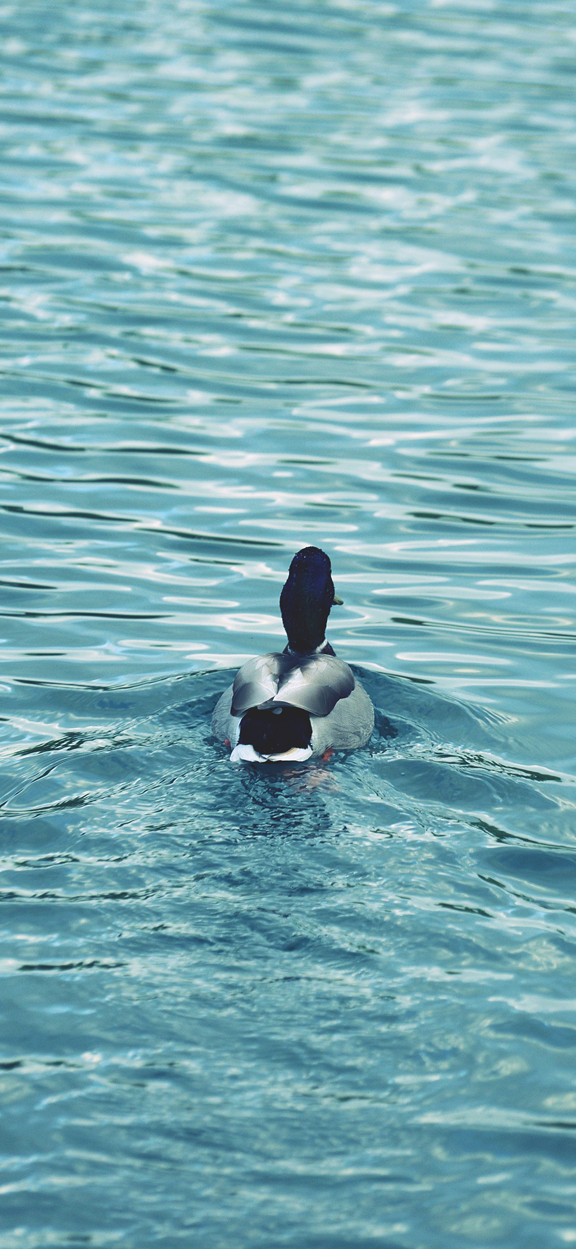 [2436×1125]鸭子 湖水 蓝色 游泳 水面 苹果手机壁纸图片
