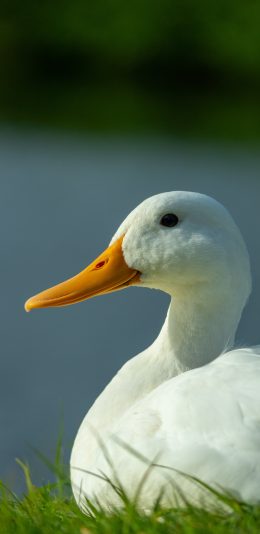 [2436x1125]鸭子 羽毛 草地 水禽 苹果手机壁纸图片