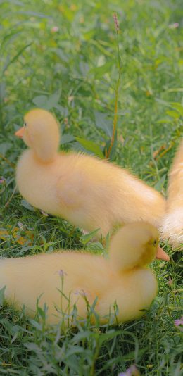 [2436x1125]鸭子 草坪 宠物 家禽 幼崽 苹果手机壁纸图片