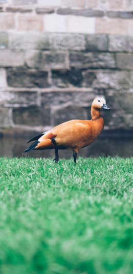 [2436x1125]鸭子 草坪 家禽 户外 苹果手机壁纸图片