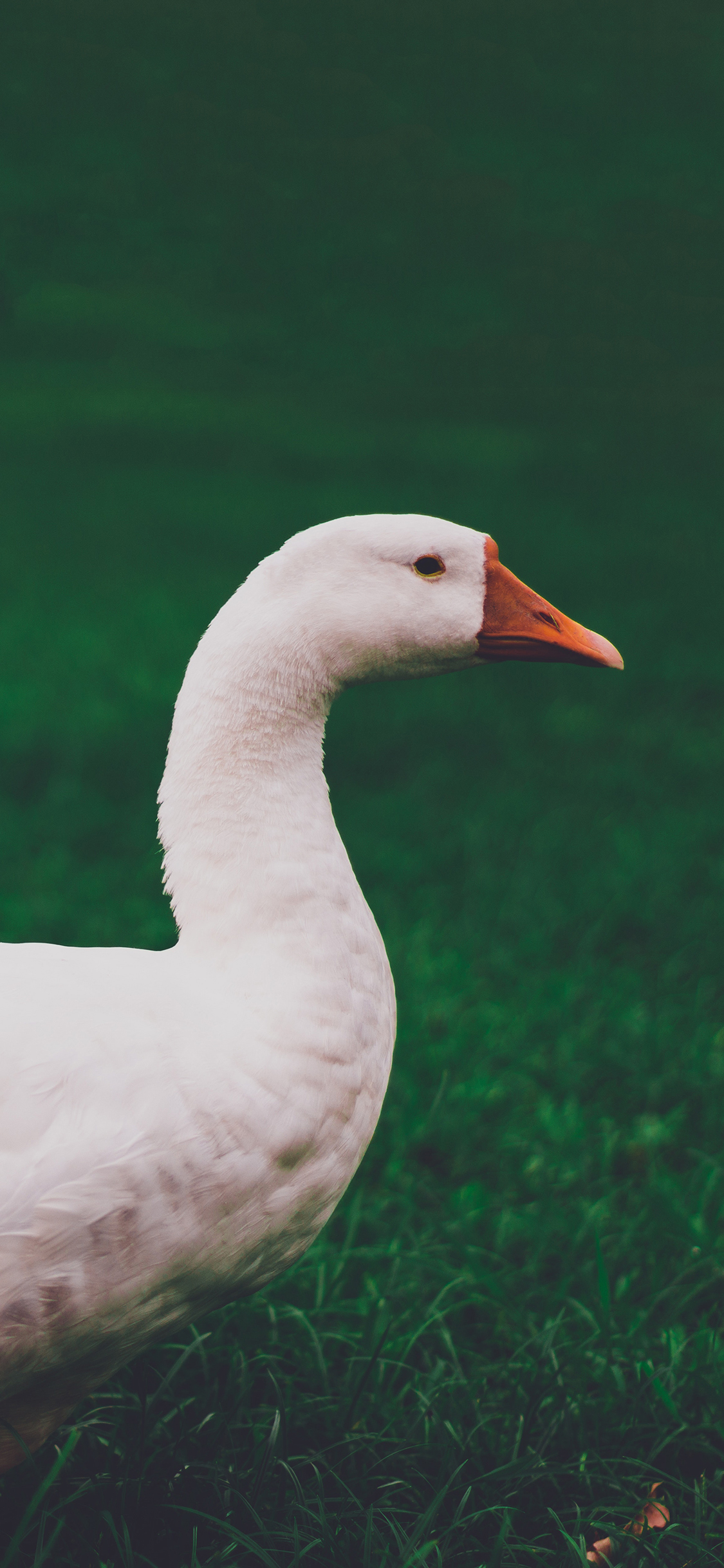 [2436×1125]鸭子 草坪 牲畜 羽毛 家禽 苹果手机壁纸图片