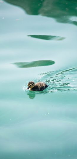 [2436x1125]鸭子 谁呀 水面 游动 苹果手机壁纸图片