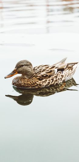 [2436x1125]鸭子 野鸭 水面 羽毛 禽类 苹果手机壁纸图片