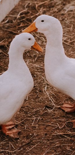 [2436x1125]鸭子 饲养 家禽 苹果手机壁纸图片
