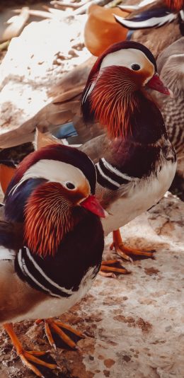 [2436x1125]鸳鸯 站立 羽毛 官鸭 苹果手机壁纸图片