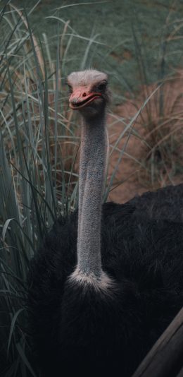 [2436x1125]鸵鸟 脖子 细长 鸟类 苹果手机壁纸图片