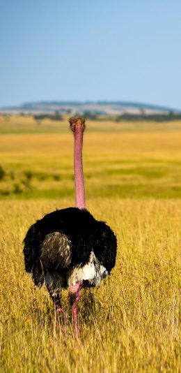 [2436x1125]鸵鸟 草原 屁股 野生 苹果手机壁纸图片