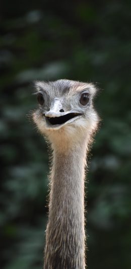 [2436x1125]鸵鸟 野生 脖子 张嘴 苹果手机壁纸图片