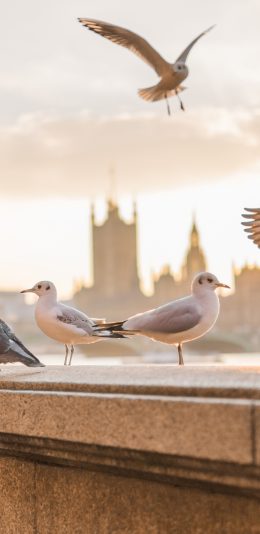 [2436x1125]鸽子 伦敦 沿江 飞 鸟 苹果手机壁纸图片