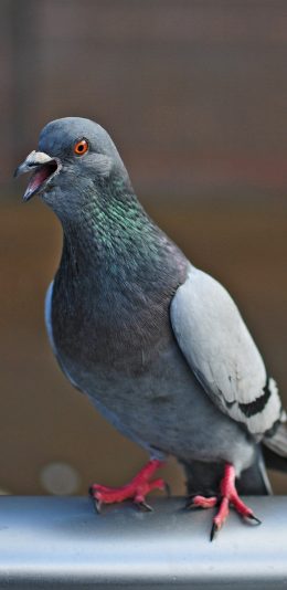 [2436x1125]鸽子 和平 新歌 灰 鸟类 苹果手机壁纸图片
