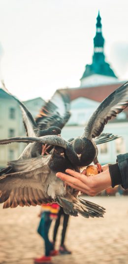 [2436x1125]鸽子 广场 喂食 翅膀 鸟 苹果手机壁纸图片