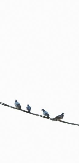 [2436x1125]鸽子 电线 栖息 白色 极简 苹果手机壁纸图片