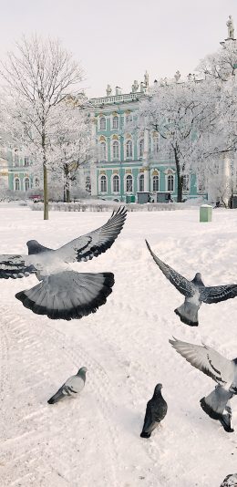 [2436x1125]鸽子 翅膀 飞翔 雪地 冬季 苹果手机壁纸图片