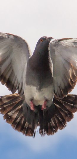 [2436x1125]鸽子 飞翔 天空 翅膀 展翅 鸟 苹果手机壁纸图片
