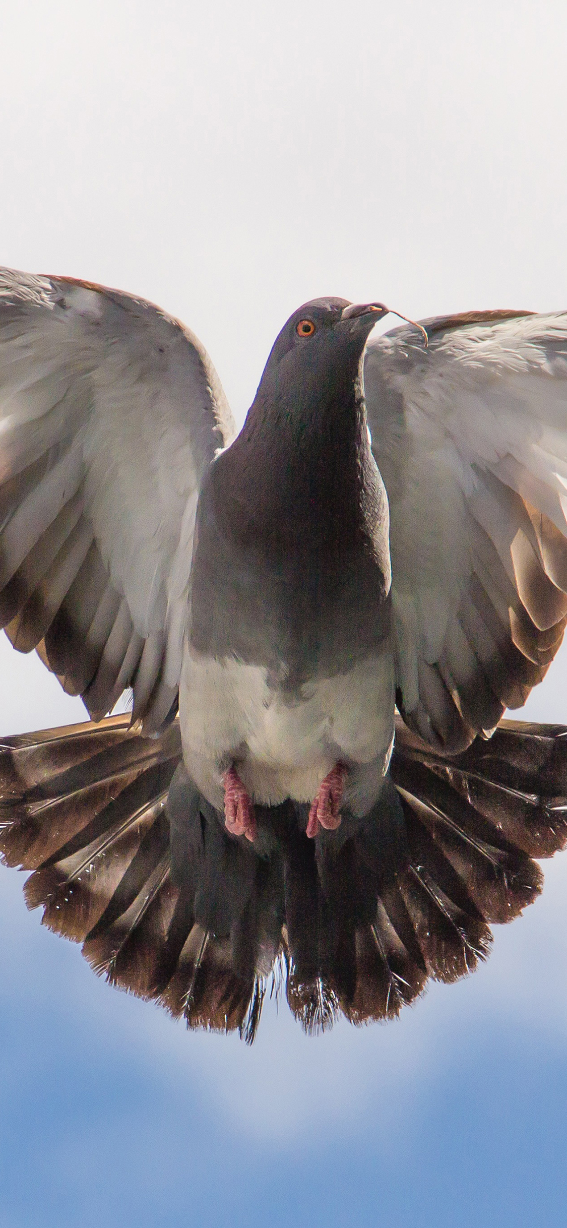 [2436×1125]鸽子 飞翔 天空 翅膀 展翅 鸟 苹果手机壁纸图片