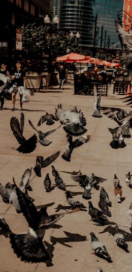 [2436x1125]鸽子 飞翔 鸟 翅膀 广场 苹果手机壁纸图片