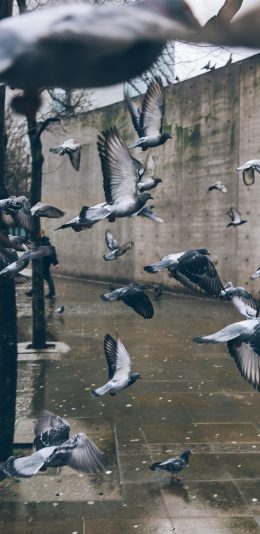 [2436x1125]鸽子 飞翔 鸟 翅膀 群 苹果手机壁纸图片