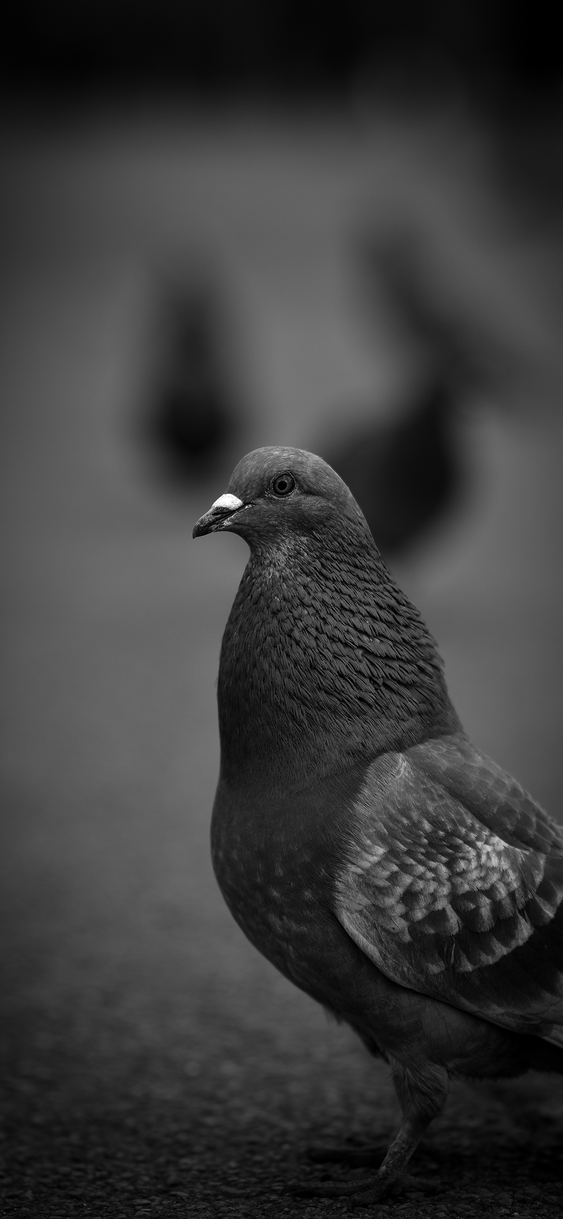 [2436×1125]鸽子 飞鸟  黑白 飞鸟 苹果手机壁纸图片
