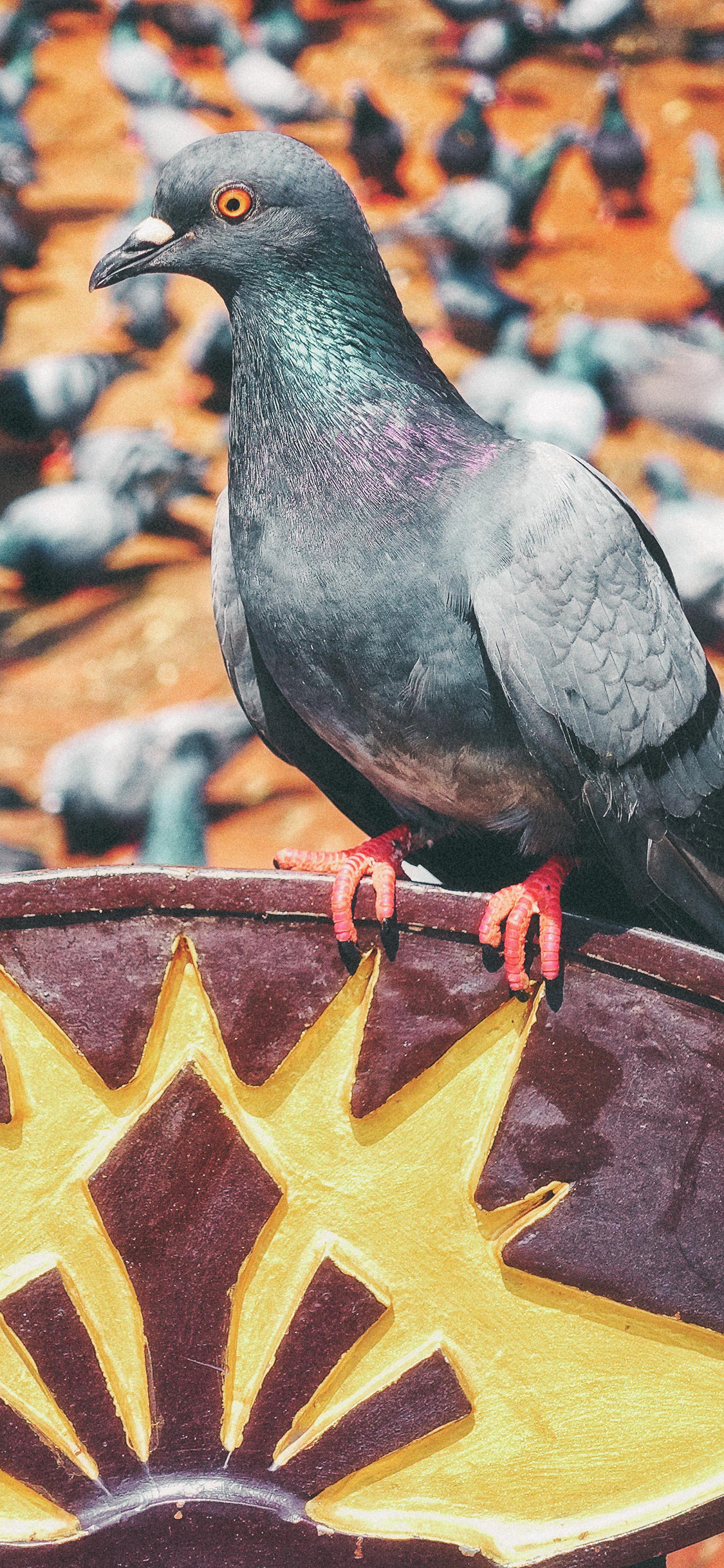 [2436×1125]鸽子 飞鸟 信鸽 灰色 苹果手机壁纸图片