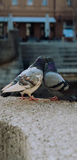 [2436x1125]鸽子 飞鸟 和平 鸟类 苹果手机壁纸图片