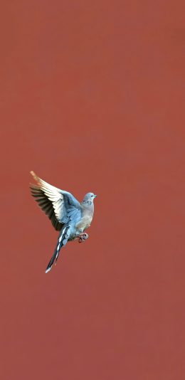 [2436x1125]鸽子 鸟 故宫 红色 苹果手机壁纸图片