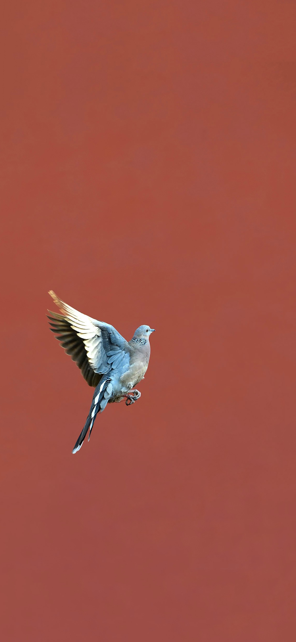 [2436×1125]鸽子 鸟 故宫 红色 苹果手机壁纸图片