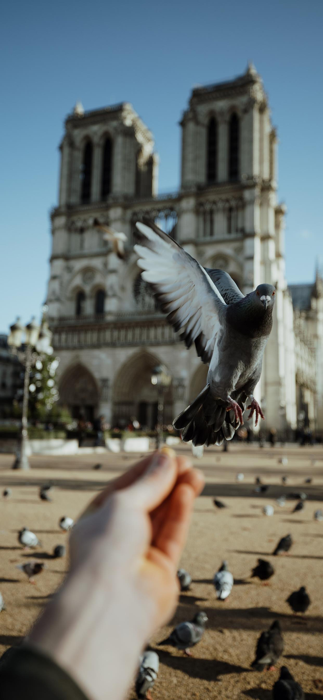 [2436×1125]鸽子 鸟 翅膀 广场 喂食 苹果手机壁纸图片