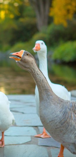 [2436x1125]鹅 家禽 养殖 脖子 羽毛 苹果手机壁纸图片