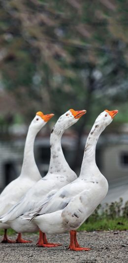 [2436x1125]鹅 家禽 排列 翅膀 户外 苹果手机壁纸图片