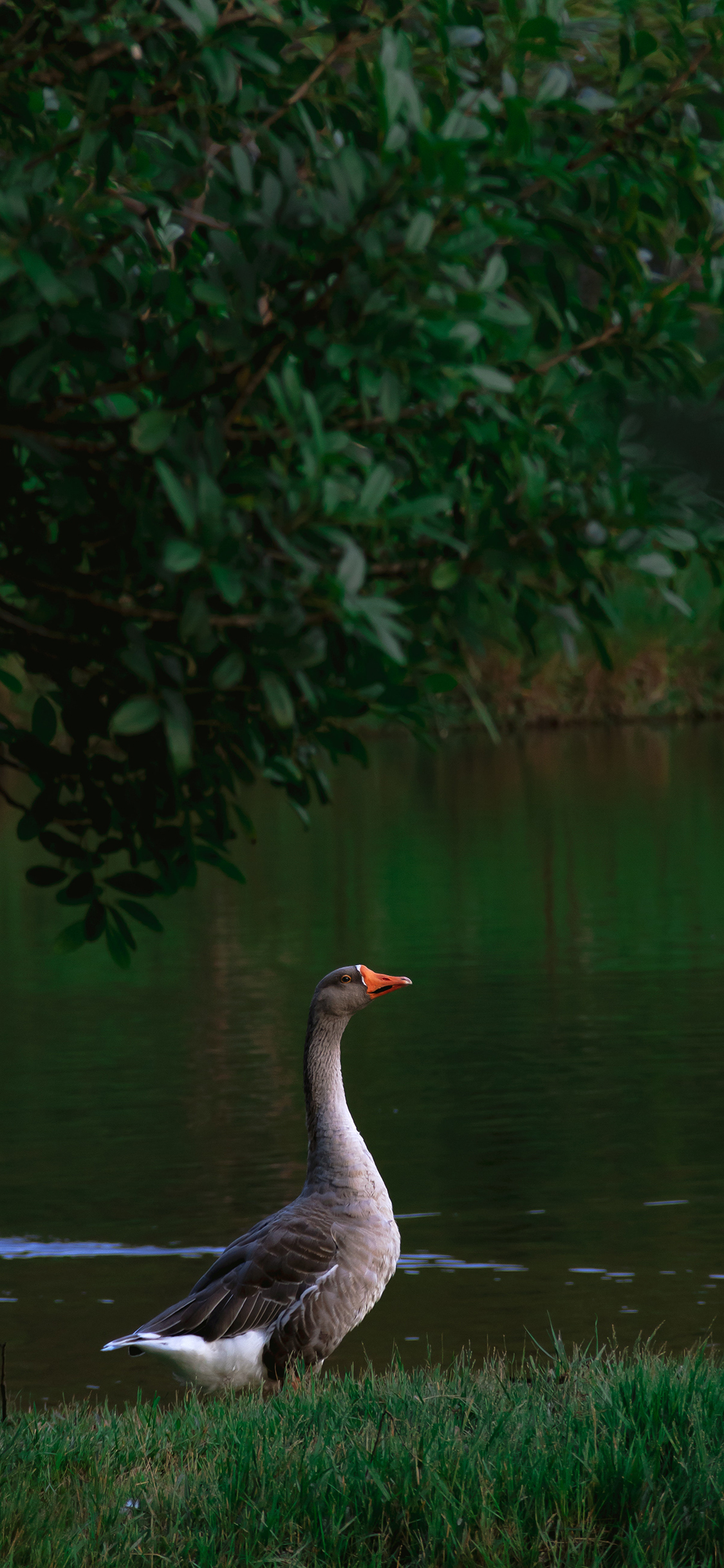 [2436×1125]鹅 家禽 牲畜 草坪 羽毛 苹果手机壁纸图片