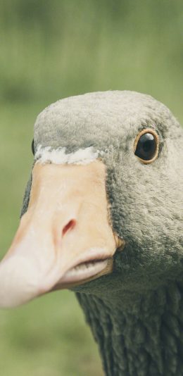 [2436x1125]鹅 家禽 特写 嘴 苹果手机壁纸图片