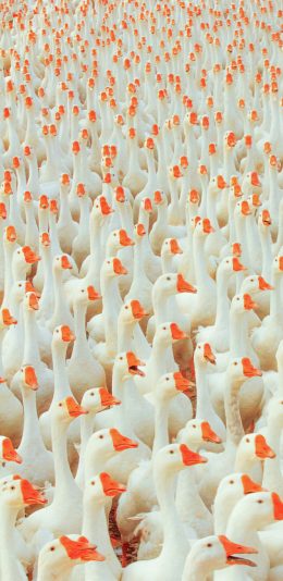 [2436x1125]鹅 家禽 种群 密集 苹果手机壁纸图片