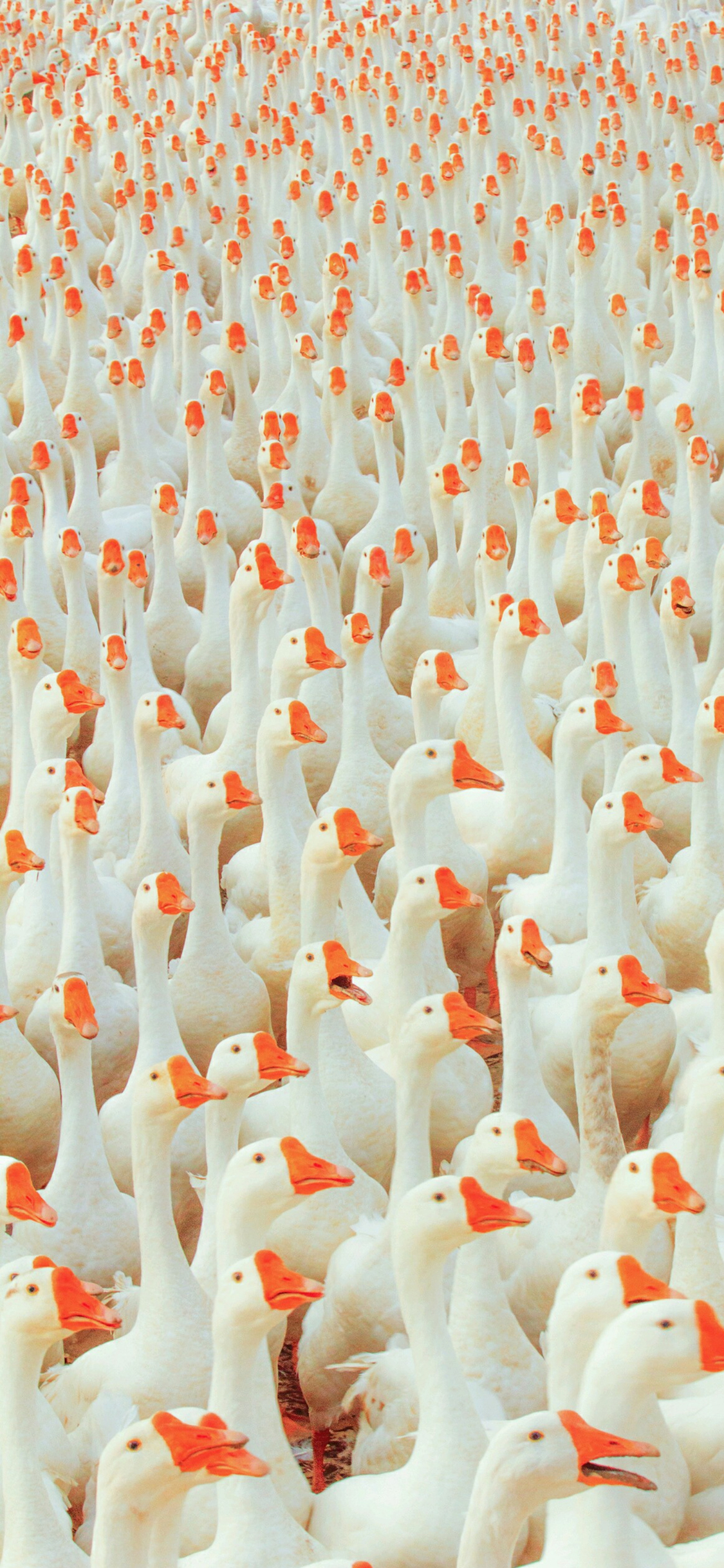 [2436×1125]鹅 家禽 种群 密集 苹果手机壁纸图片