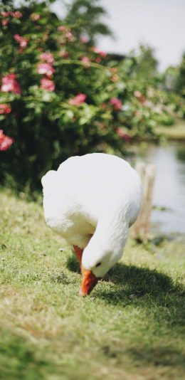 [2436x1125]鹅 家禽 草坪 户外 苹果手机壁纸图片