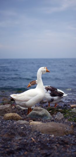 [2436x1125]鹅 家禽 鸭子 岸 苹果手机壁纸图片