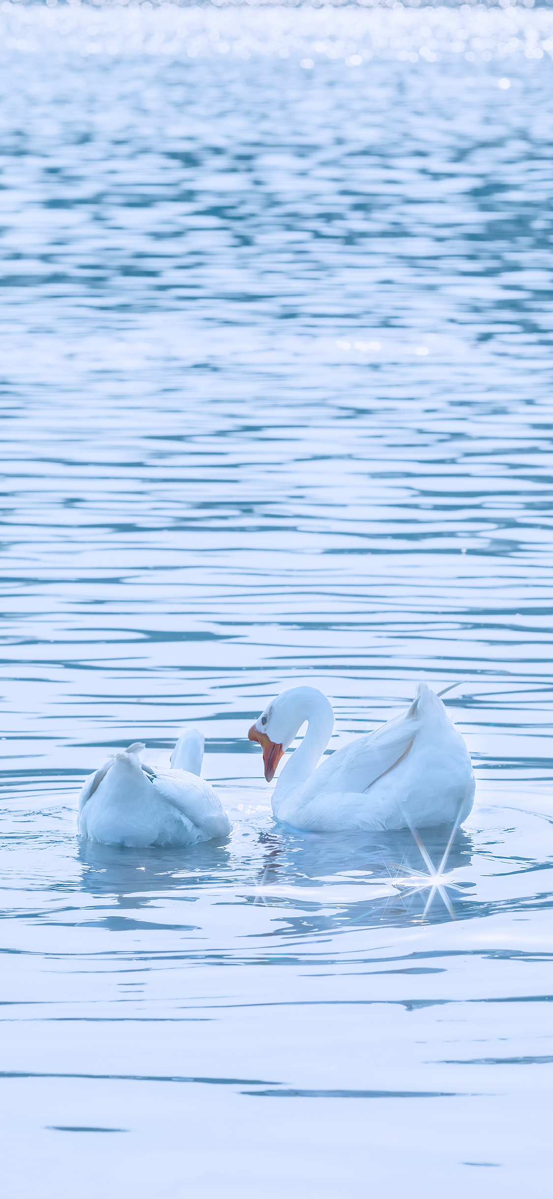 [2436×1125]鹅 水禽 家禽 水面 浮游 蓝色 苹果手机壁纸图片