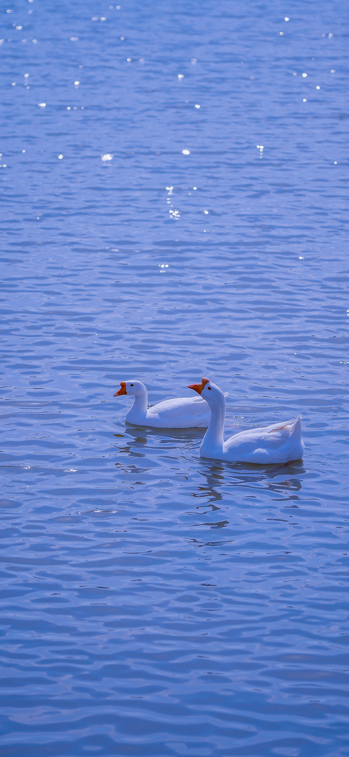 [2436×1125]鹅 湖水 蓝色 羽毛 水禽 苹果手机壁纸图片