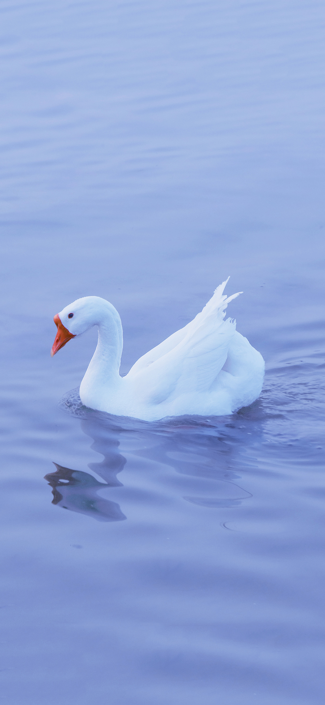 [2436×1125]鹅 湖水 蓝色 羽毛 水面 禽类 苹果手机壁纸图片