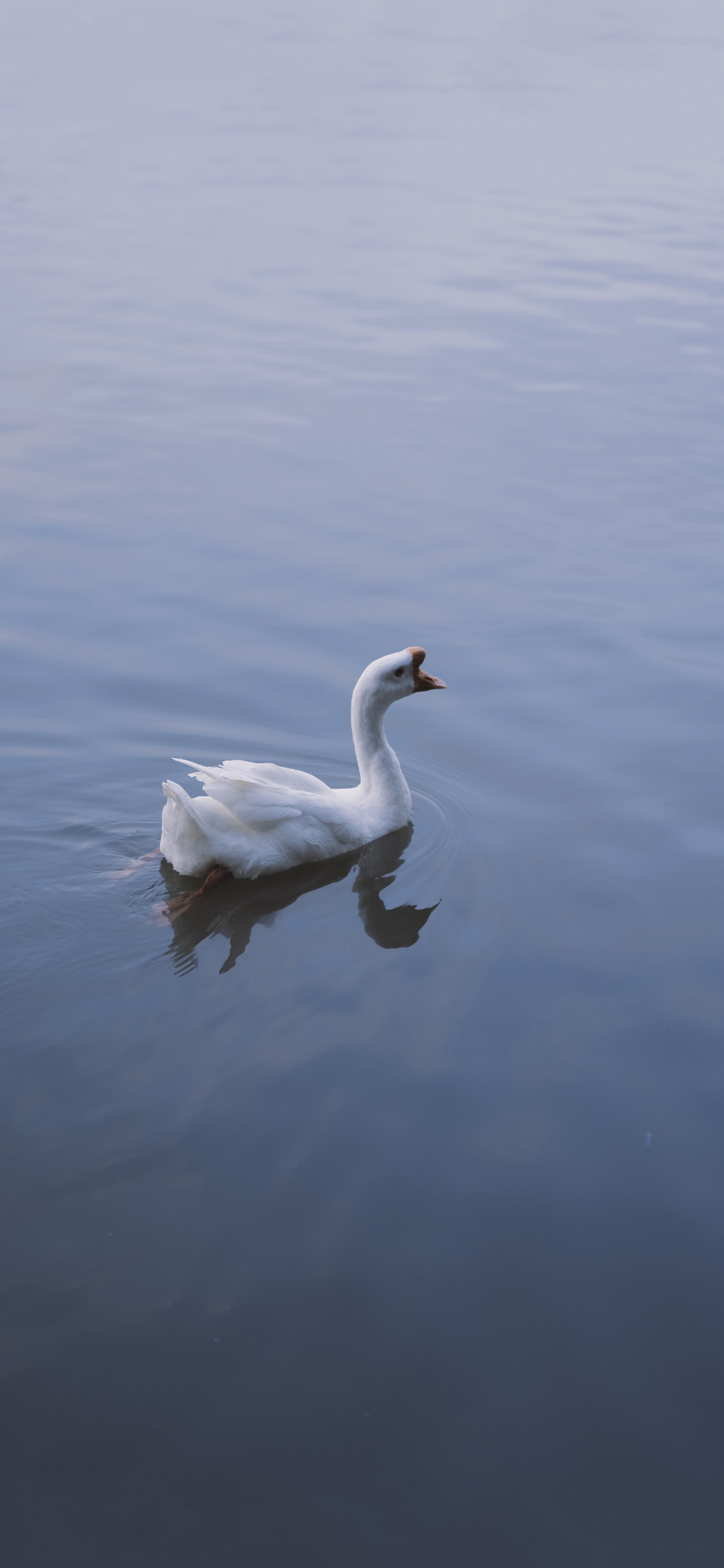 [2436×1125]鹅 湖水 蓝色 羽毛 美丽 苹果手机壁纸图片