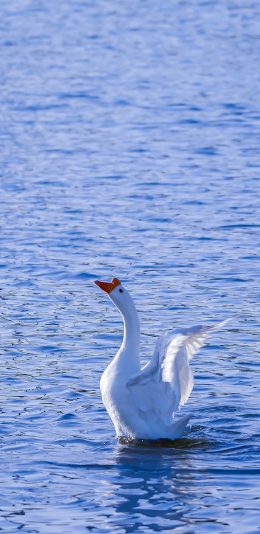 [2436x1125]鹅 湖水 蓝色 翅膀 水禽 苹果手机壁纸图片