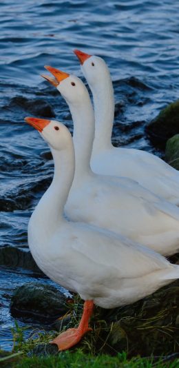 [2436x1125]鹅 牲畜 家禽 湖水 岸边 苹果手机壁纸图片
