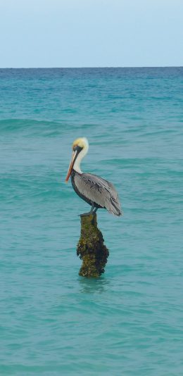 [2436x1125]鹈鹕  鸟 大海 栖息 蓝色 海面 苹果手机壁纸图片