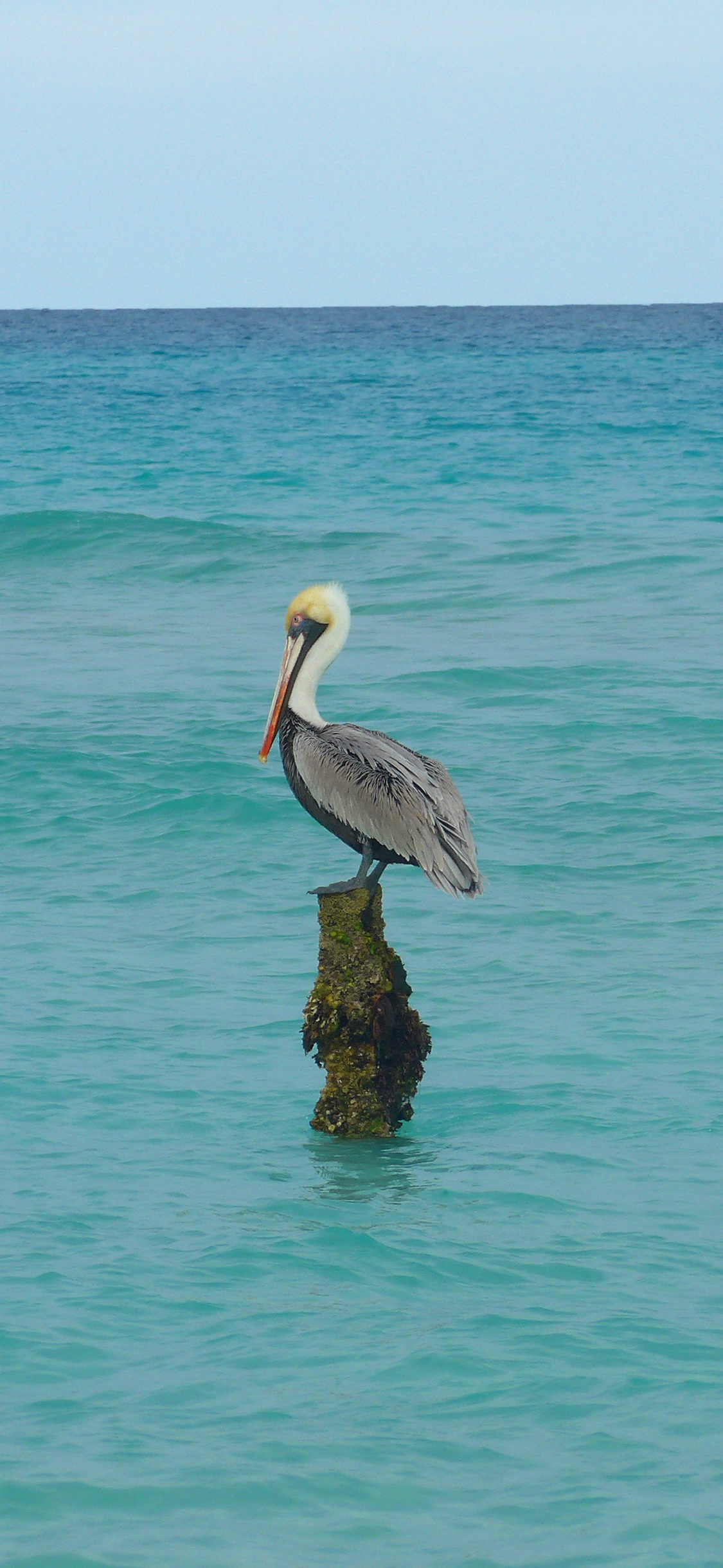 [2436×1125]鹈鹕  鸟 大海 栖息 蓝色 海面 苹果手机壁纸图片