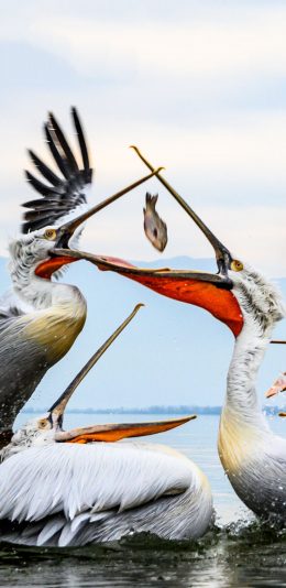 [2436x1125]鹈鹕 大型候鸟 捕鱼 展翅 苹果手机壁纸图片