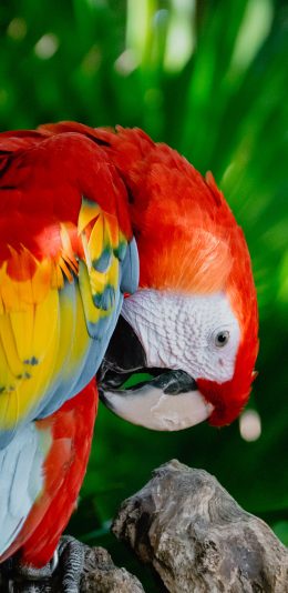 [2436x1125]鹦鹉 宠物 鸟类 石头 饲养 苹果手机壁纸图片